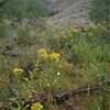 Wildflowers and view down-valley