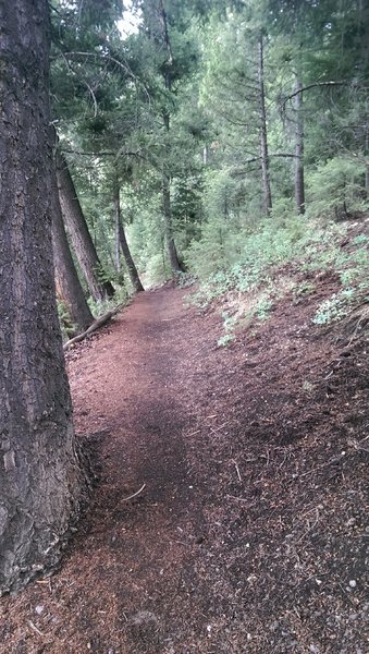 Wooded section of the Proctor Mountain Loop