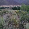 Wildflowers on the ridgeline