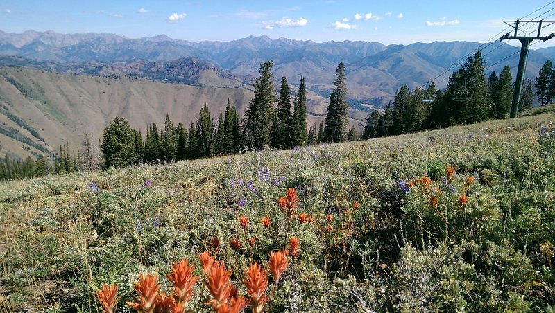 Abundant wildflowers on the Bald Mountain Trail