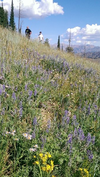 More wildflowers than you can shake a stick at