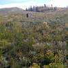 Expanses of wildflowers before the saddle on Imperial Gulch Trail