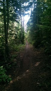 The woods feel surprisingly dense on the Pipeline Trail
