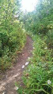 Smooth trail surface and scattered wildflowers on Pipeline