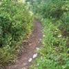 Smooth trail surface and scattered wildflowers on Pipeline