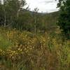 Wildflowers at the trail junction