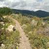 Scattered wildflowers on Mid Gap Trail