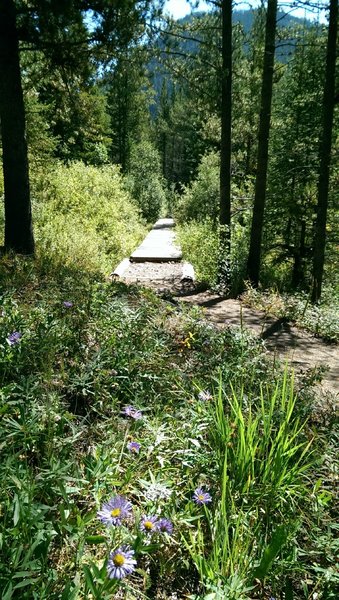 Wildflowers along the wooden path section