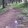 Lupine along the Sunlight trail in Vail