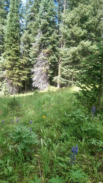 Tiny, sunny meadows near the top of Sunlight