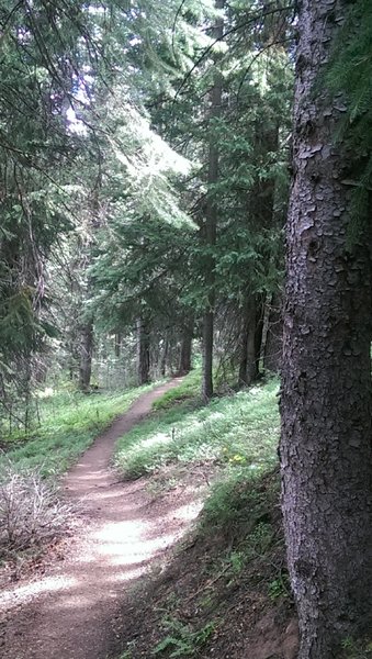 Smooth surface and shade make this path a favorite