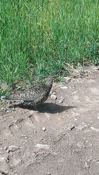 Tame ptarmigan near Vail's Ptarmigan trail