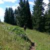 Ptarmigan trail crosses some of the Game Creek Bowl ski runs