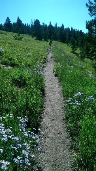 Ridge Route crosses multiple ski runs as it ascends