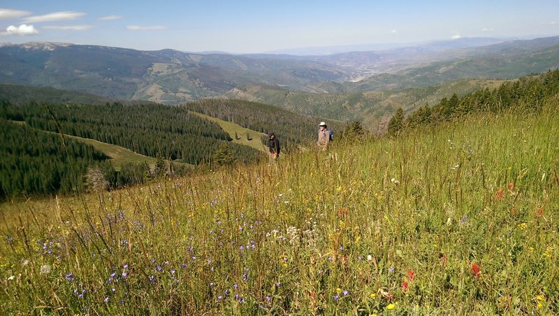Huge wildflower meadows delight hikers on Vail's Ridge Route
