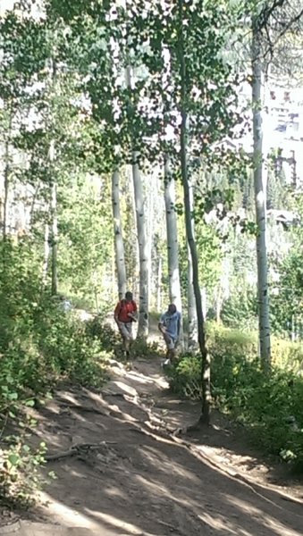 Steep section of Berry Picker through aspen stands