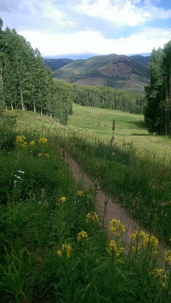 The Berry Picker Trail crosses multiple ski runs