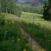 The Berry Picker Trail crosses multiple ski runs