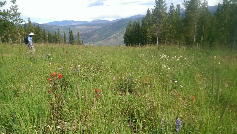 Fields of colorful wildflowers delight hikers