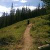 Valiant trail runner nearing the top of Berry Picker