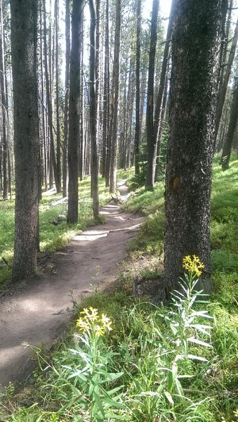 Thin forest like this makes for good gladed skiing!