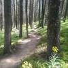 Thin forest like this makes for good gladed skiing!