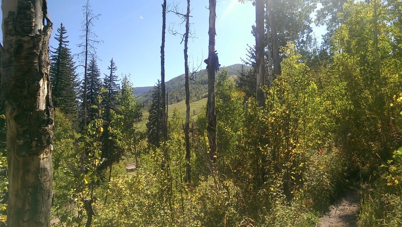 Scraggly aspens on the lower slopes of Berry Picker