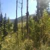 Scraggly aspens on the lower slopes of Berry Picker