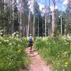 Heading back down Mount Sopris, surrounded by Aspen and wildflowers.