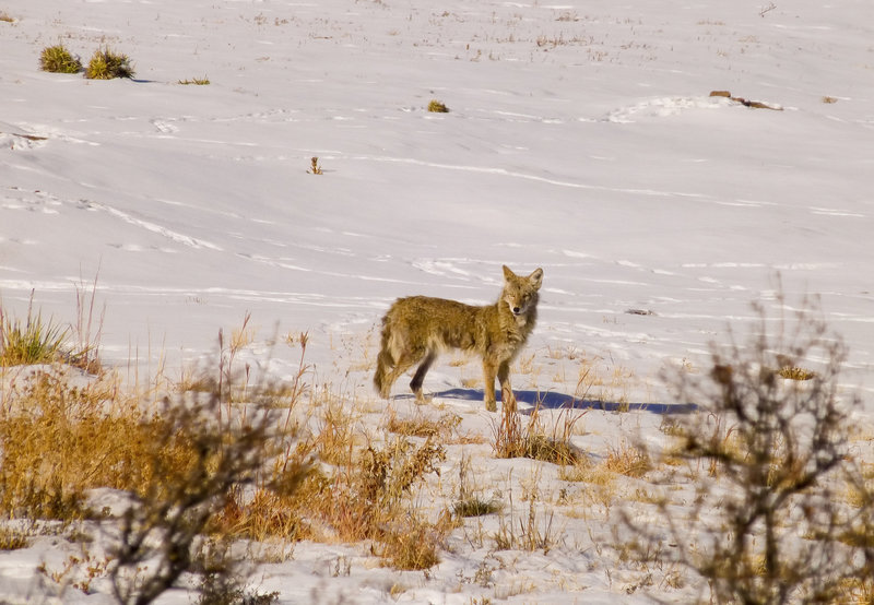 Coyote along the Skunk Canyon Trail