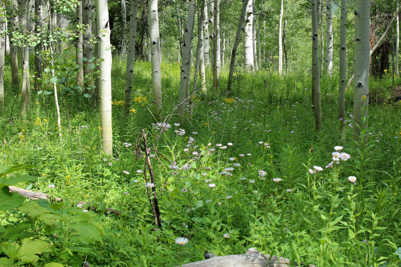 Aspen and flowers