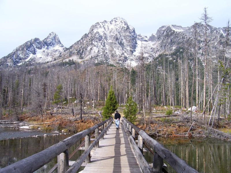 String Lake bridge showing a burn area in Fall.
<br>

<br>
Image by the National Park Service (NPS).