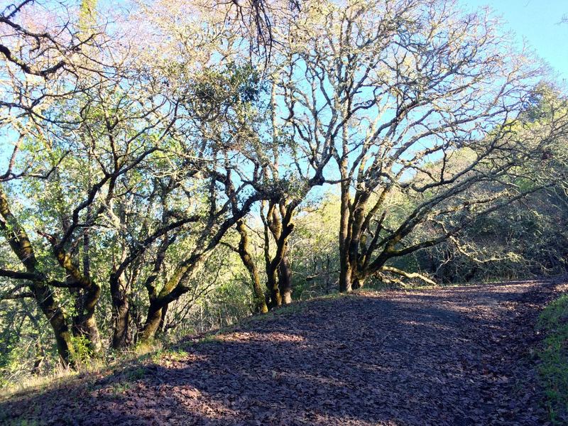 Nice oaks on the Hillside Trail