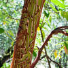 Pacific Madrone Arbutus Menziesii