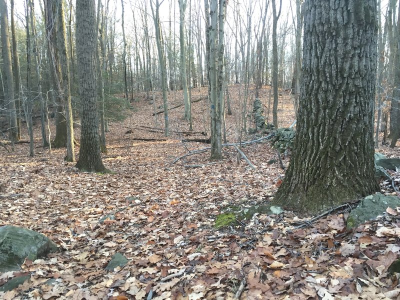 Classic CT stone walls showing remnants of this area's farming past.