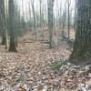 Classic CT stone walls showing remnants of this area's farming past.