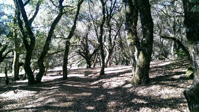 Wooded section provides welcome shade