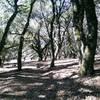 Wooded section provides welcome shade