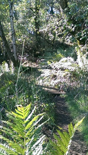 Ferny grotto at the beginning of the Vista Trail