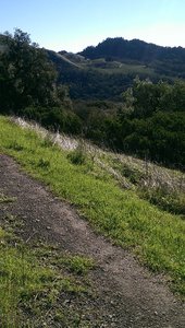 Vineyard clinging to the hillside of Little Bald Mountain