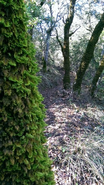 Lots of mossy rocks, trees and seasonal streams on this section of the Vista Trail