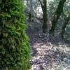 Lots of mossy rocks, trees and seasonal streams on this section of the Vista Trail