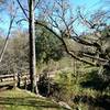 Heritage Tree and bridge near picnic tables