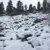 A talus field turned Mushroom Kingdom after snow.