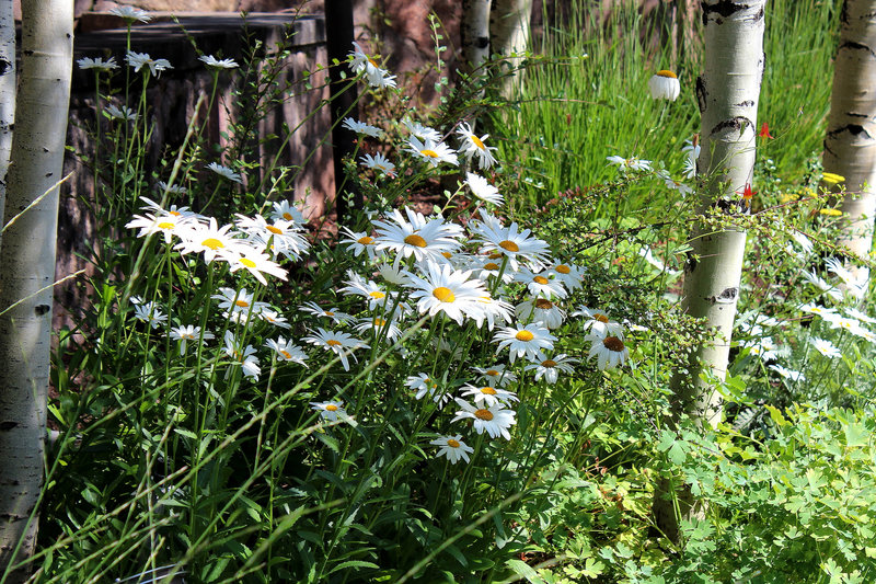 Daisies and sunbeams