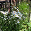 Daisies and sunbeams