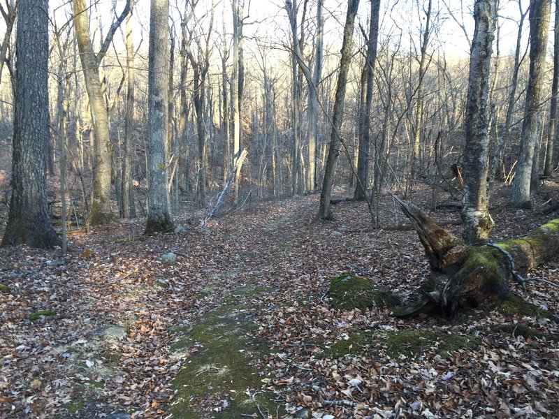 The mossy start of Deer Run Trail from Bedford Trail.