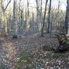 The mossy start of Deer Run Trail from Bedford Trail.