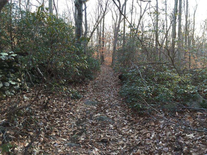 A Mountain Laurel tunnel on Perry Trail.