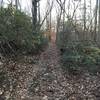 A Mountain Laurel tunnel on Perry Trail.